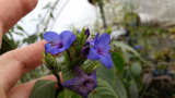 Eranthemum pulchellum