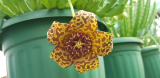 Orbea namaquensis gyökértelen dugvány
