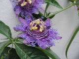 Télálló golgotavirág - Passiflora incarnata 5 mag