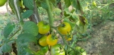 Tarka díszparadicsom sárga termésű 10 mag