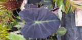 Colocasia esculenta 'Illustris'