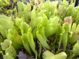 Sarracenia purpurea green form
