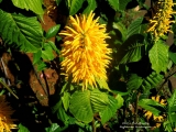 Sárga tobozvirág Jacobinea aurea