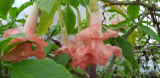 Brugmansia 'Pink perfection variegata'