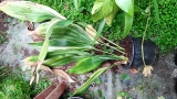 Tarka kukoricalevél - Aspidistra elatior 'Variegata'