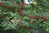 Szecsuáni bors (Zanthoxylum piperitum) 20 mag
