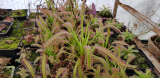 Drosera x Hercules cserepes rovaremésztő