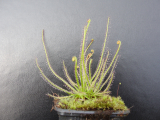 Drosera filiformis ssp. filiformis 10 mag