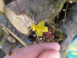Utricularia subulata 20 mag