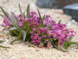 Ledebouria cooperi