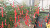 Petárdavirág - Russellia equisitiformis
