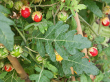Licsi paradicsom - Solanum sisymbriifolium 10 mag