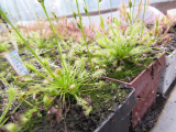 Drosera intermedia 'all green'