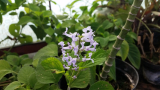 Plectranthus zuluensis egy gyökértelen dugvány