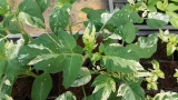 Panaschiert variegata  paradocsom tarka levelű 10 mag
