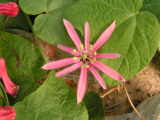 Passiflora sanguinolenta 