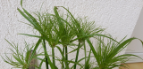 Cyperus papyrus percamentus