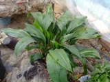 Kukoricalevél (Aspidistra elatior)