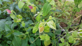 Tarka szobakomló Beloperone guttata variegata cserepes