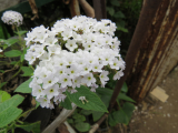 Fehér kerti vanília (Heliotropium arborescens alba)