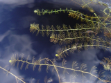 Utricularia intermedia