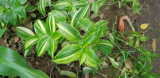 Tradescantia fluminensis 'variegata' 2 gyökértelen dugvány