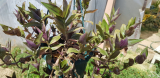 Tradescantia zebrina mollipila 'Purple plush' 1 gyökértelen dugvány