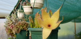Stapelia gigantea sárga virágú egy gyökértelen hajtás