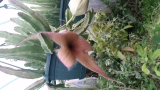 Stapelia gigantea barna virágú egy gyökértelen hajtás 
