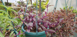 Tripogandra serrulata 'purple scimitar' 2 gyökértelen dugvány