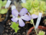 Pinguicula medusina x gigantea cserepes hízóka