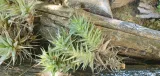 Deuterocohnia brevifolia gyökeres hajtás
