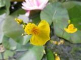 Pongyola rence (Utricularia australis)