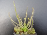 Drosera filiformis ssp. filiformis
