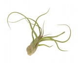Tillandsia caput-medusae