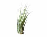 Tillandsia ionantha scaposa