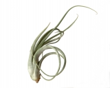 Tillandsia circinata