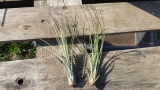 Tillandsia juncifolia 