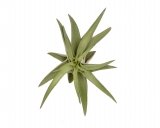 Tillandsia abdita