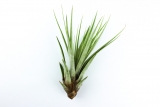 Tillandsia fasciculata
