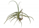 Tillandsia reichenbachii