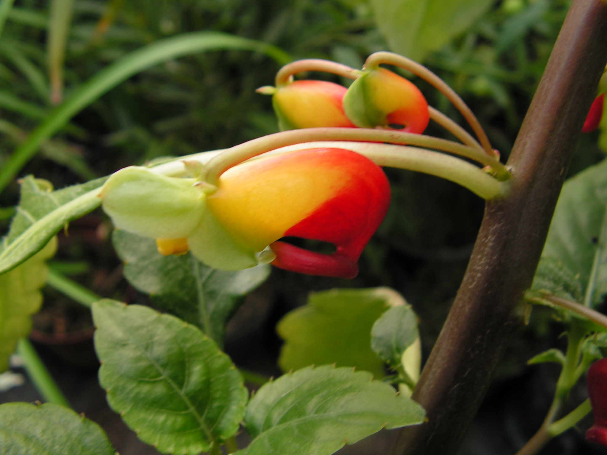 Papagáj nebántsvirág (Impatiens niamniamensis)  gyökértelen dugvány