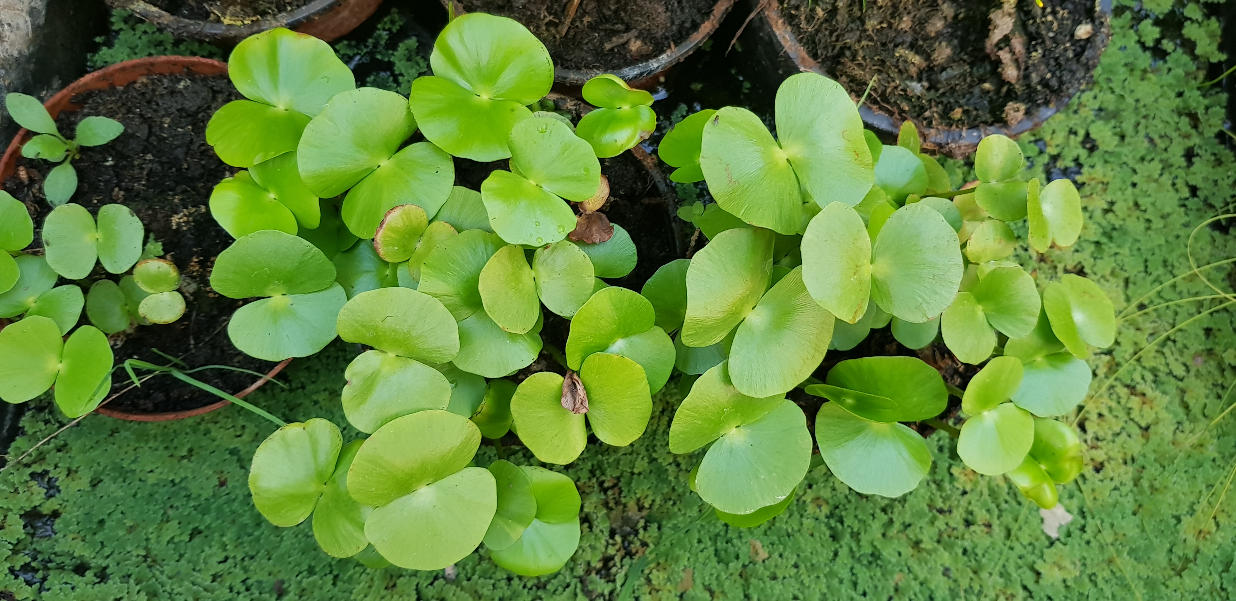 Regnellidium diphyllum gyökeres hajtás 20 cm