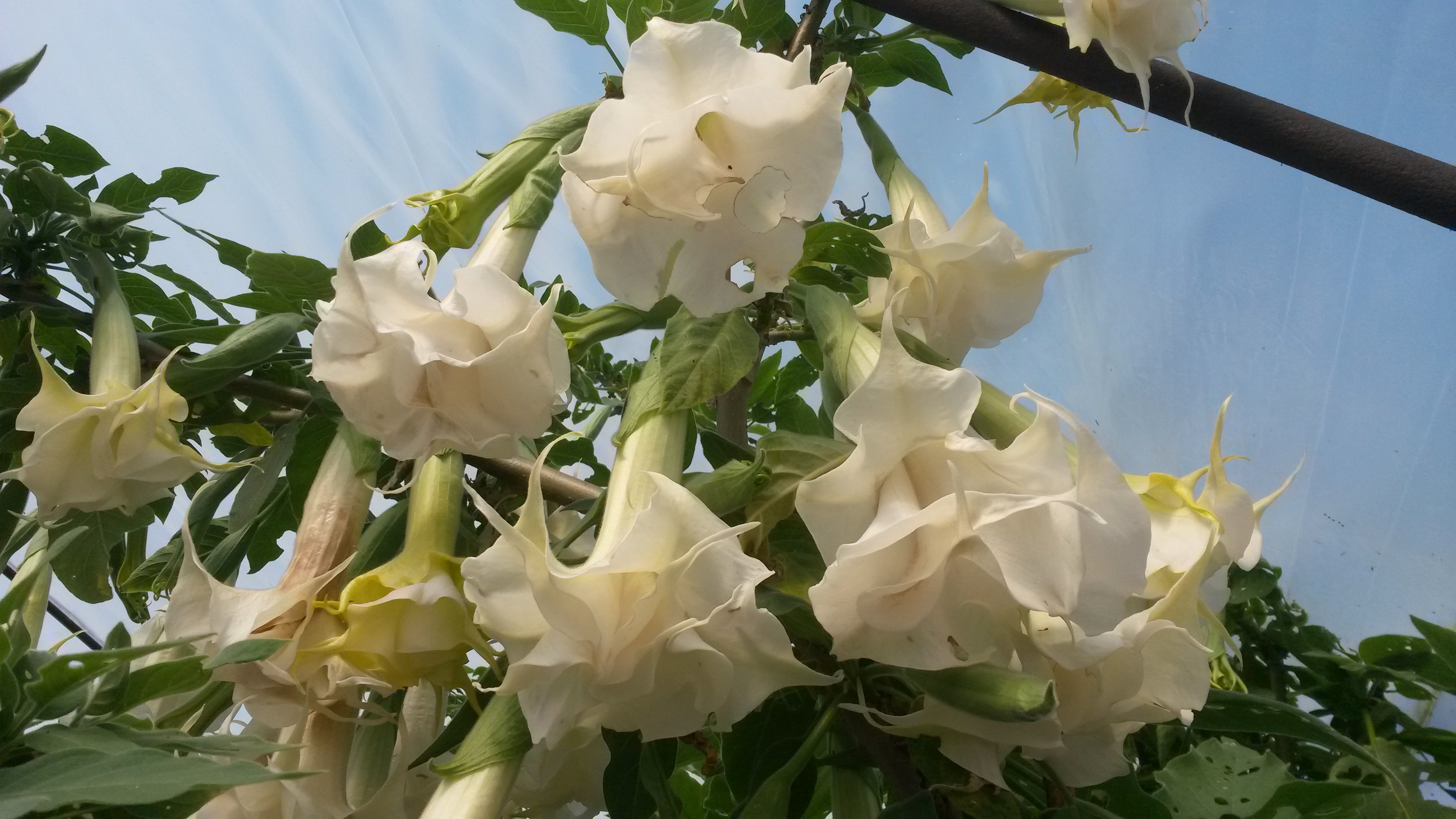 Brugmansia Double white cserepes