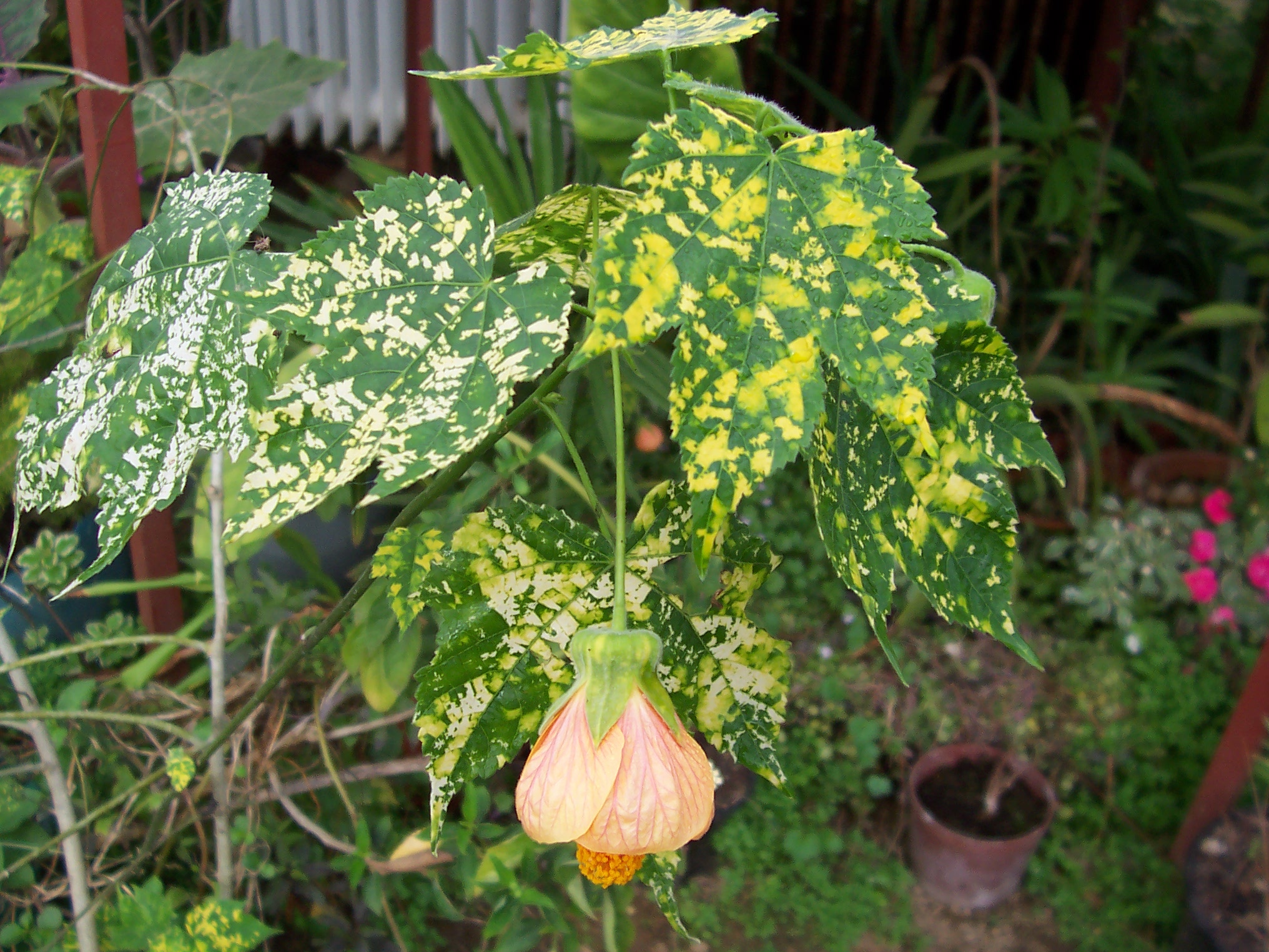 Abutilon thompsonii variegata