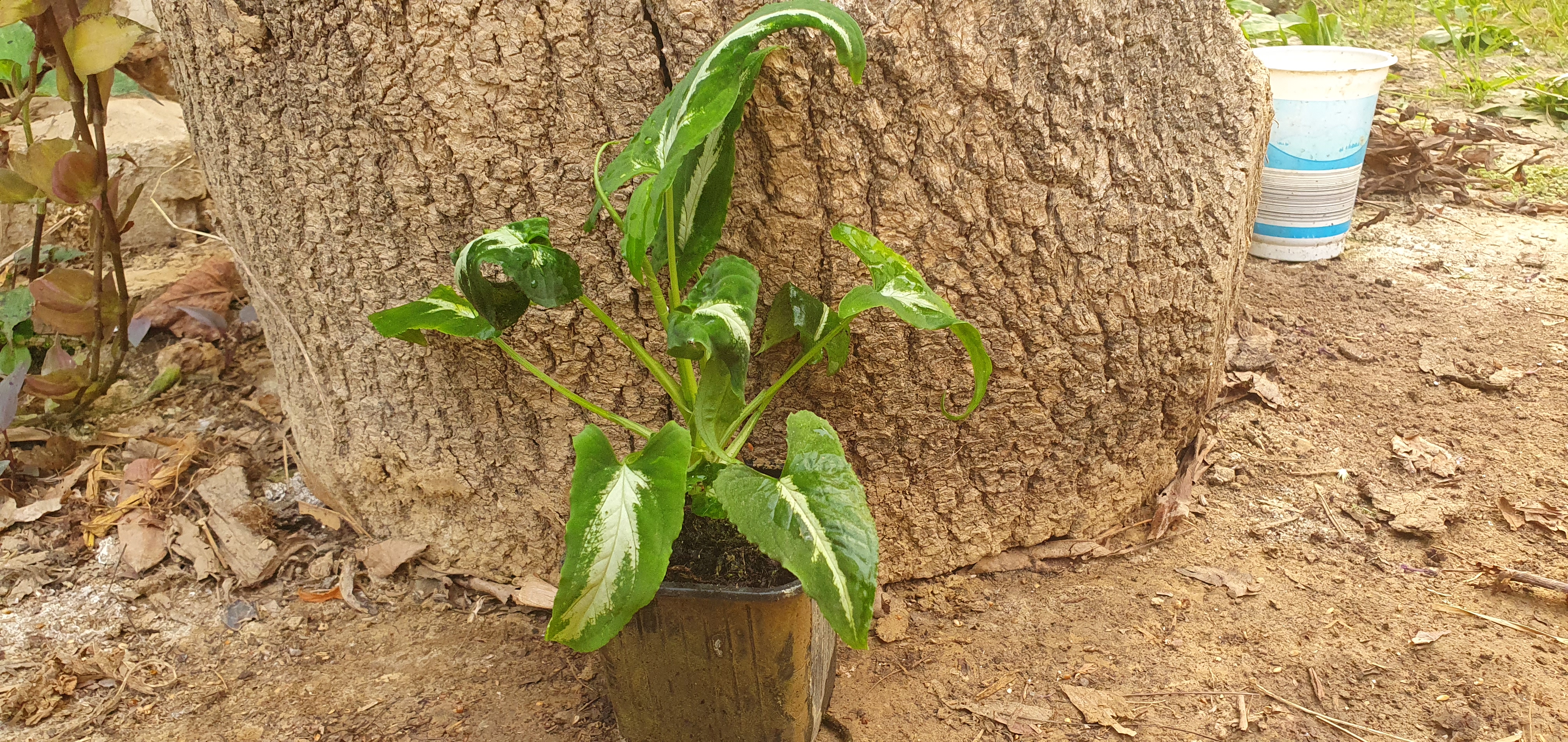Syngonium Wendlandii cserepes