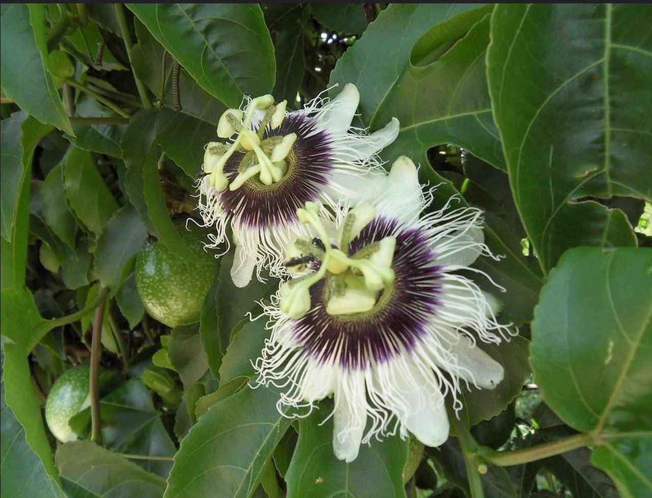 Maracuja - Passiflora edulis cserepes
