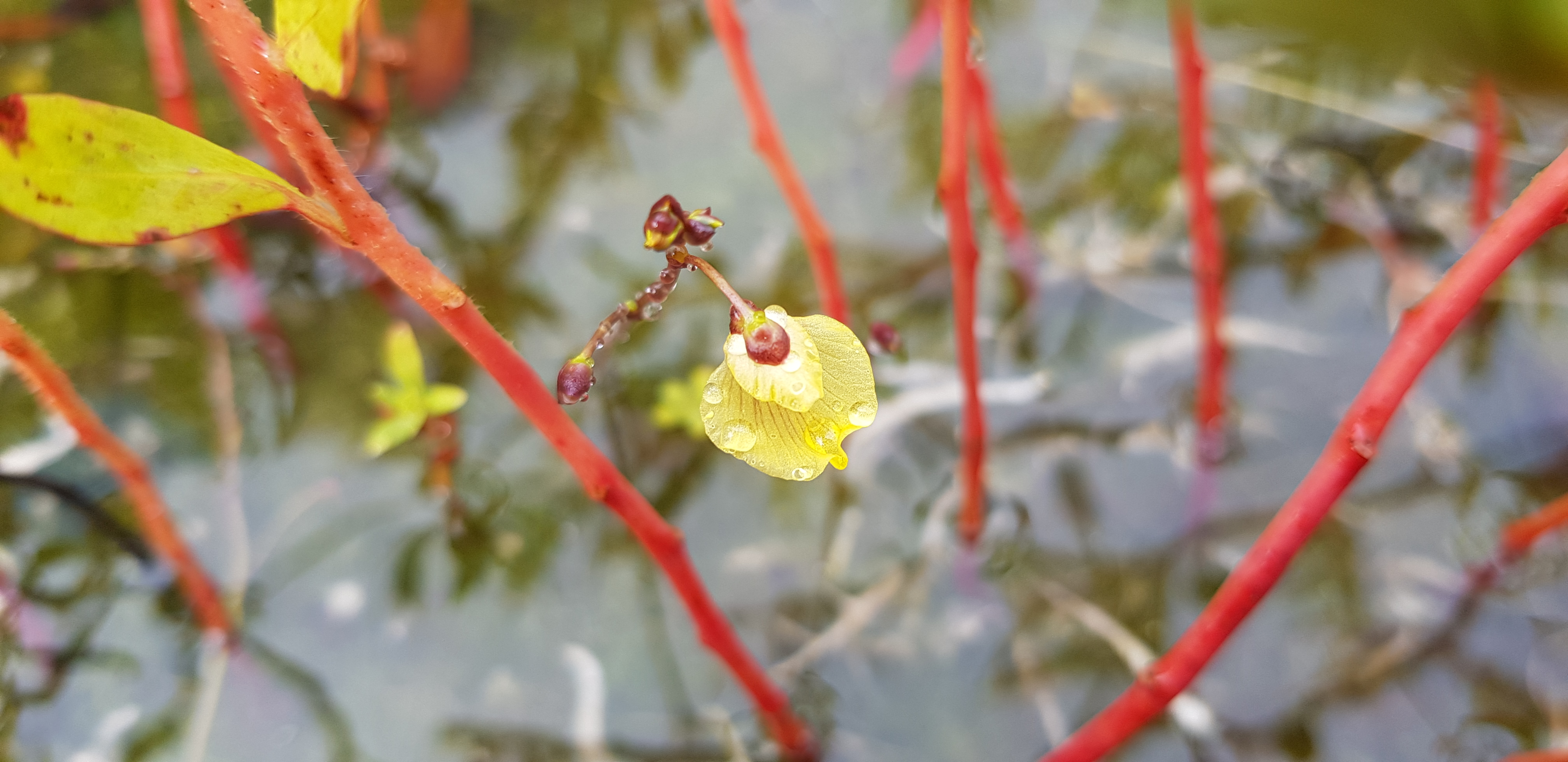 Lápi rence - Utricularia bremii