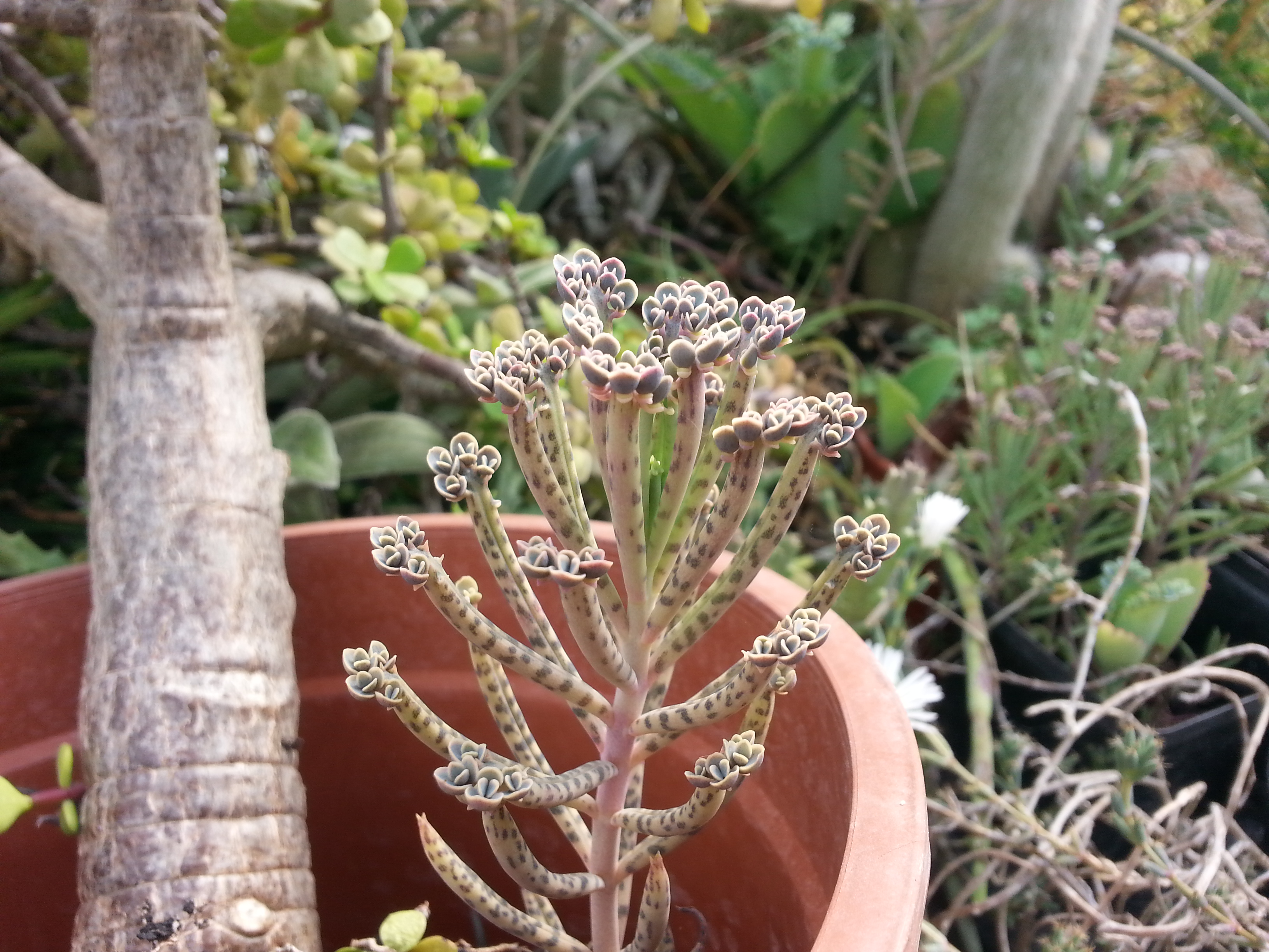 Bryophyllum delagoense 5 levélszéli sarj
