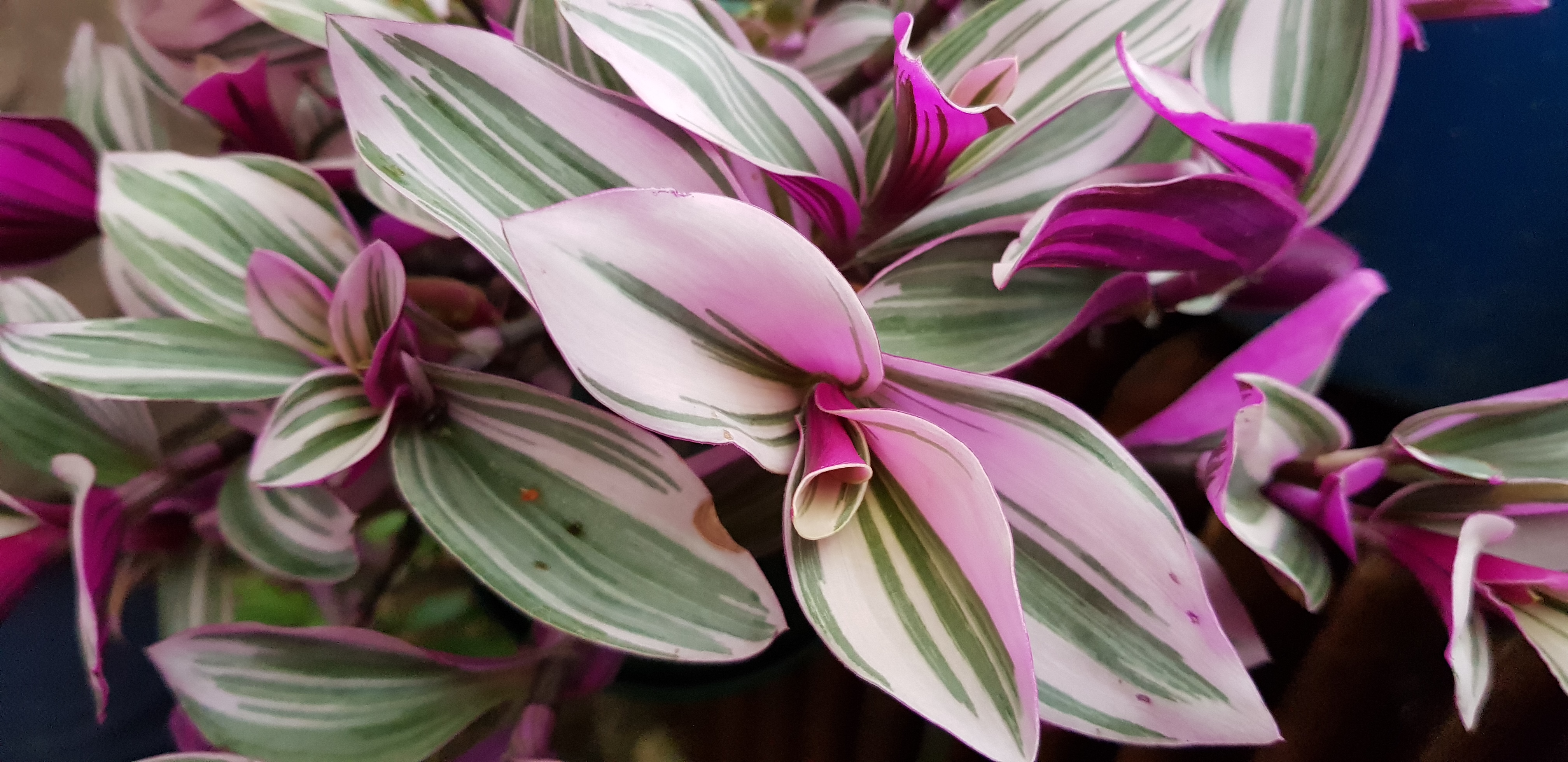 Tradescantia 'Nanouk' egy gyökértelen dugvány